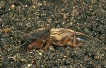 Danaburnu (gryllotalpa Gryllotalpa) Zararlisi