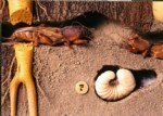 Danaburnu (gryllotalpa Gryllotalpa) Zararlisi