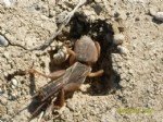 Danaburnu (gryllotalpa Gryllotalpa) Zararlisi