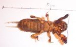 Danaburnu (gryllotalpa Gryllotalpa) Zararlisi