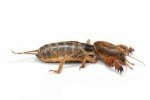 Danaburnu (gryllotalpa Gryllotalpa) Zararlisi