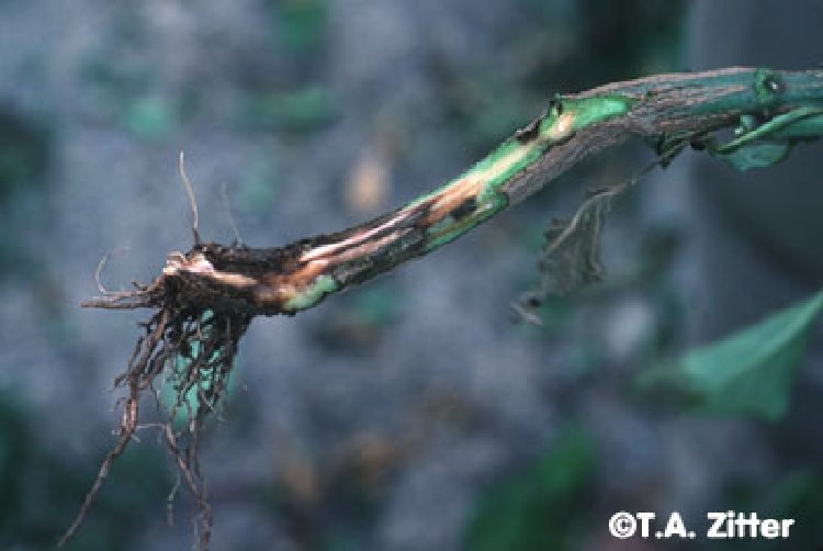 Mercimek Kk Boaz rkl (Ascochyta Pinodella)