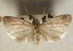 Ambar Zararlilari