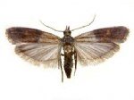 Ambar Zararlilari