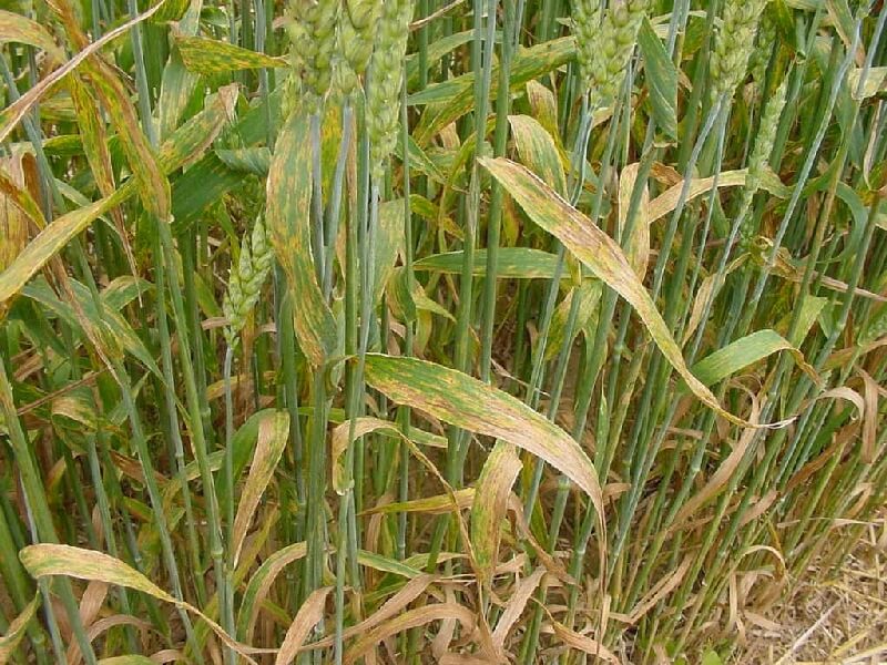 Buğday Pas Hastalıkları