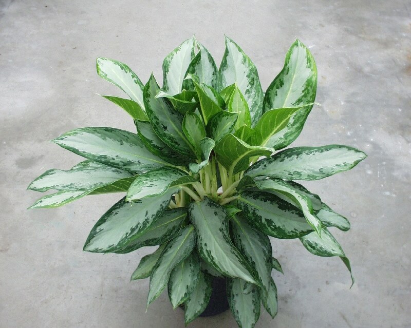 Aglaonema Salon Bitkisi