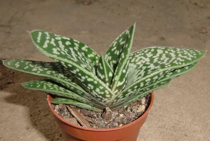 Aloe Variegata Salon Bitkisi