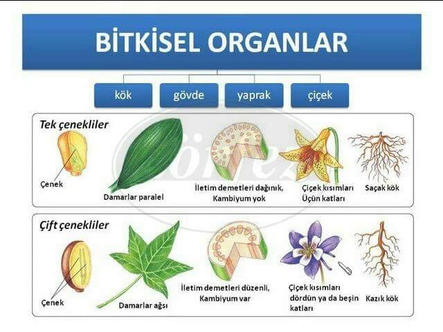 Botanik Ders Notlar