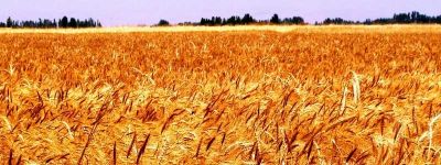 Buğday Ve Arpa Gübrelemesi