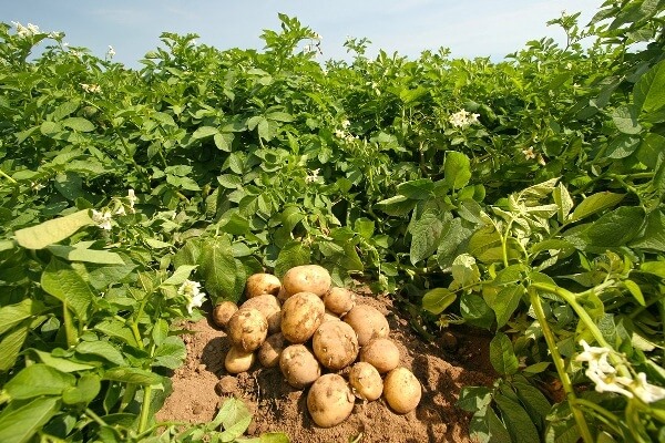 Patates Yetiştirme Teknikleri