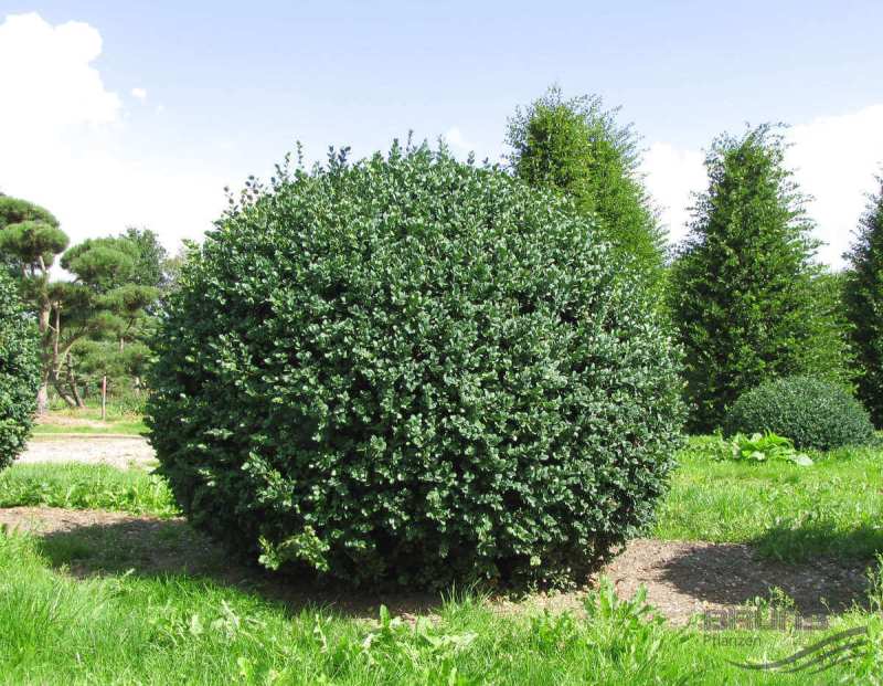 Buxus Sempervirens (Rotundifolia) Ağacı