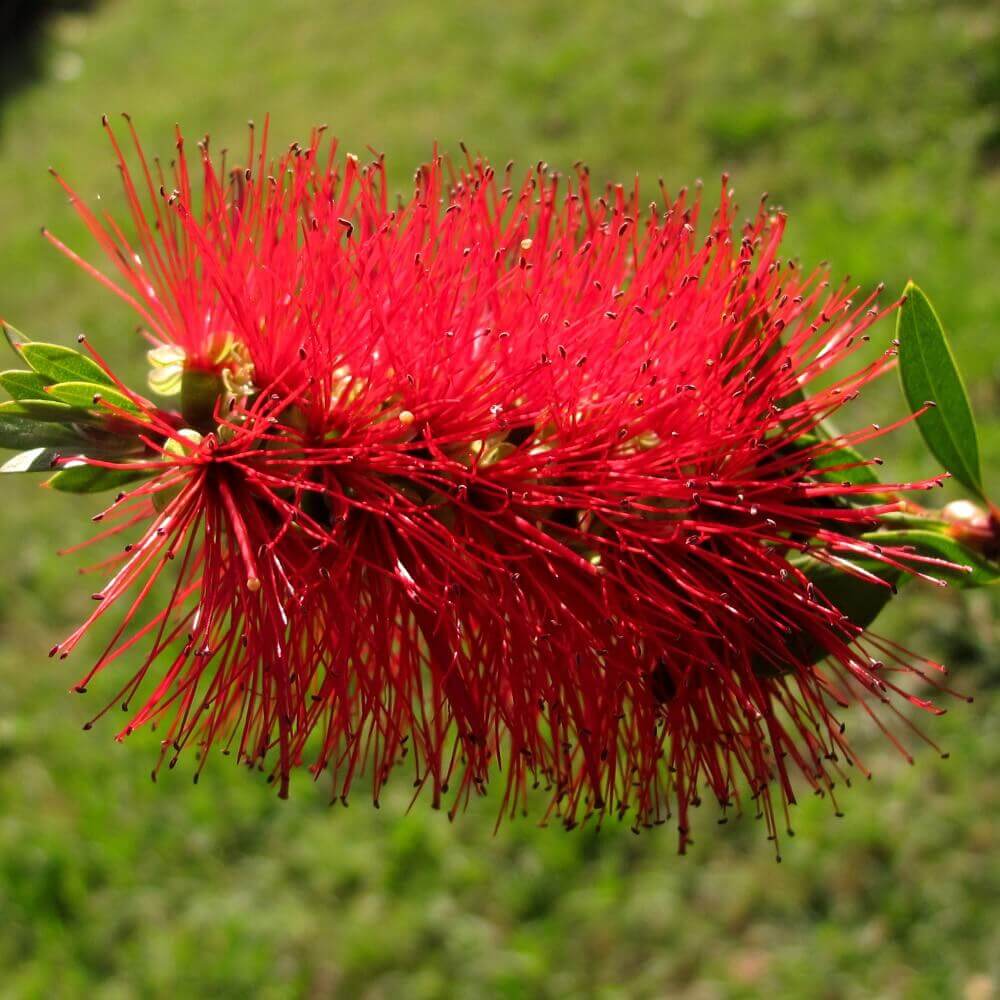 Callistemon Leavis iei