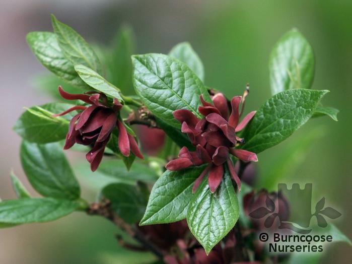 Calycanthus Floridus iei