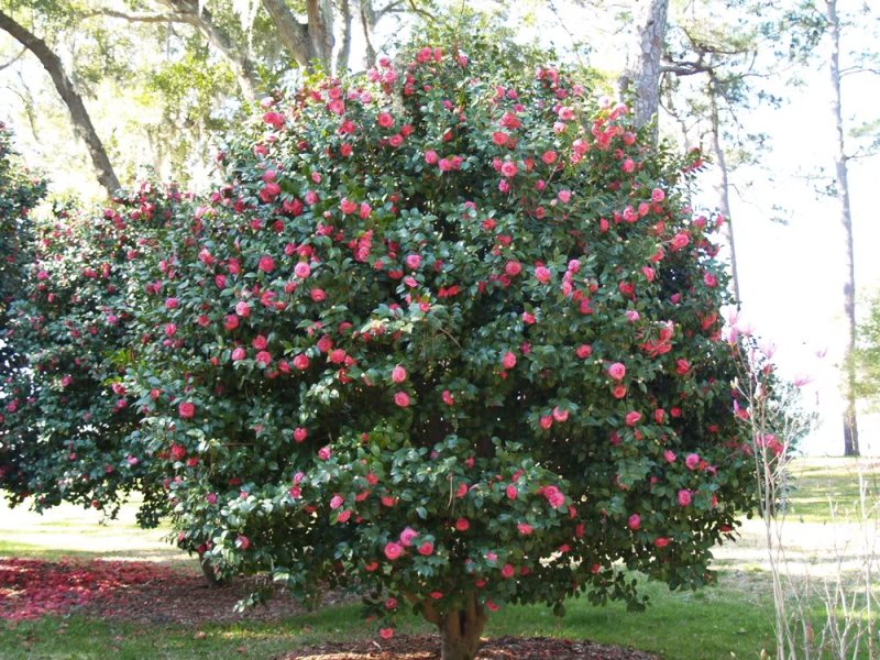 Camelia Japonica Aac