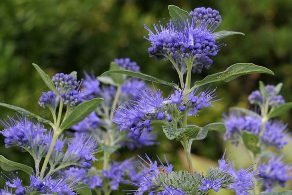 Caryopteris X Clandonensis Bitkisi