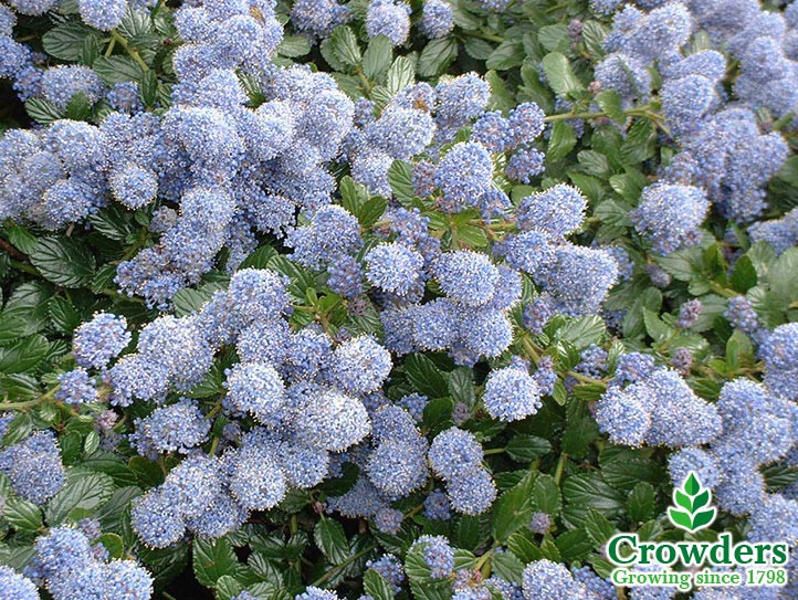 Ceanothus Thyrsiflorus (Repens) Bitkisi