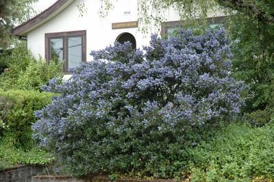 Ceanothus Thyrsiflorus (Victoria) Bitkisi