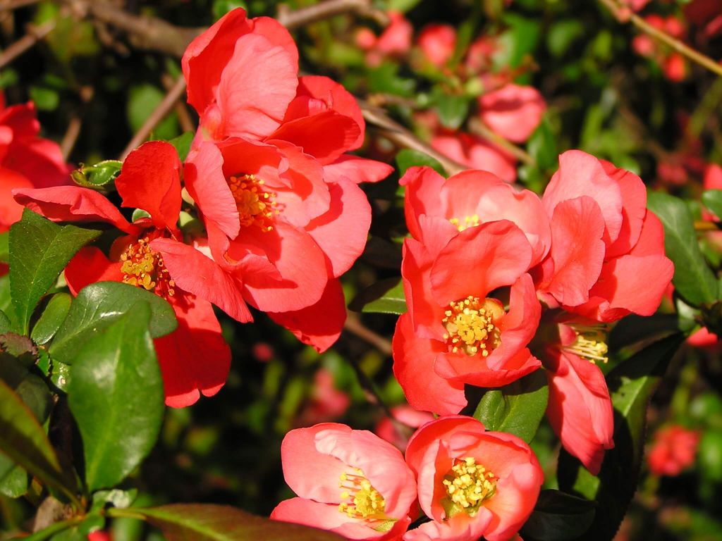 Chaenomeles (Cydonia) Japonica iei