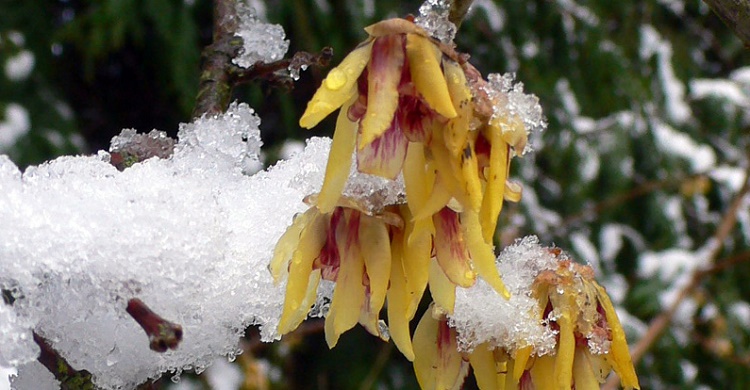 Chimonanthus Praecox iei