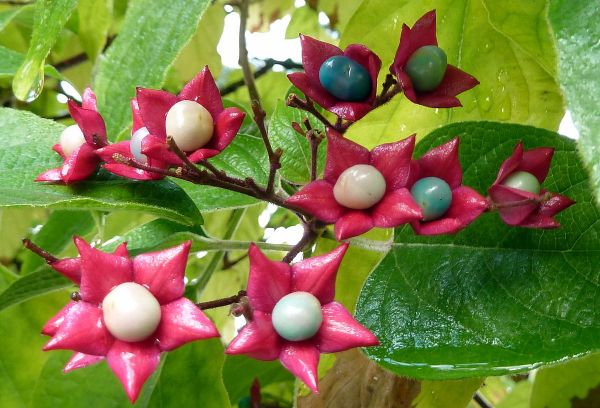 Clerodendron Trichotomum iei