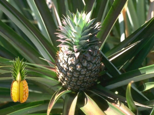 Ananas Meyvesi Faydalar