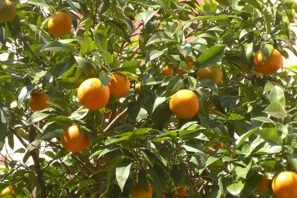 Portakal Meyvesi Faydaları