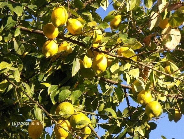 Limon Meyvesi Faydaları