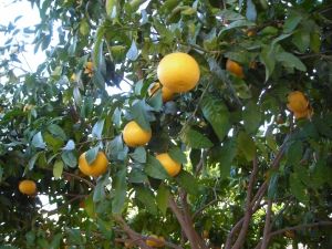 Greyfurt Meyvesi Faydaları
