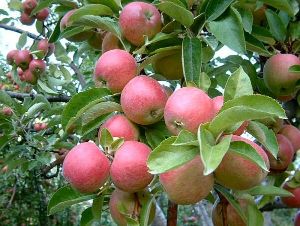 Elma Meyvesi Faydaları