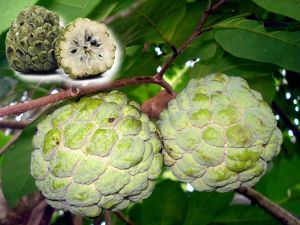 Cherimoya