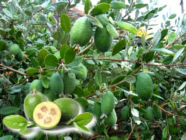 Feijoa Meyvesi Faydalar