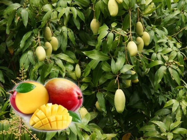 Mango Meyvesi Faydaları