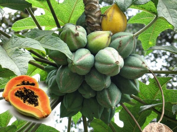 Papaya(Carica Papaya)