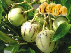 Pepino Meyvesi Faydaları
