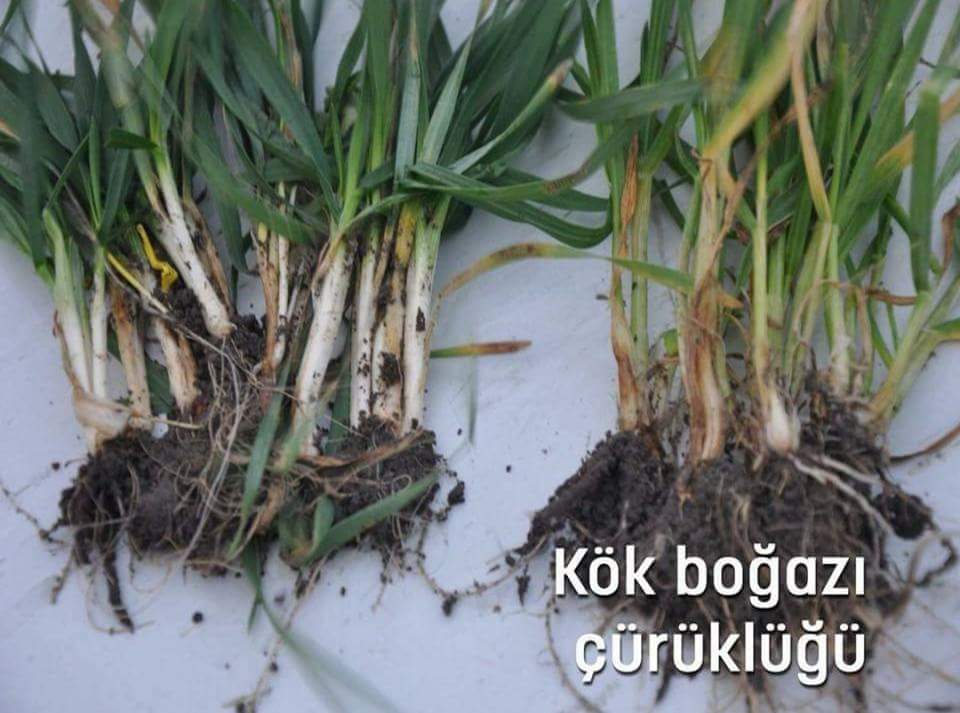 Kk Boaz rkl Hastal (Phytophthora Capsici)