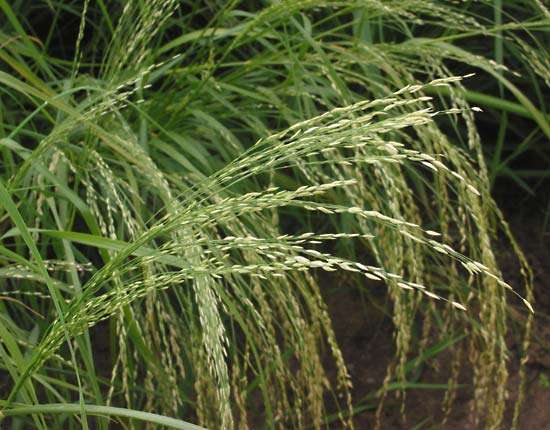 Teff Bitkisi Yetitiricilii