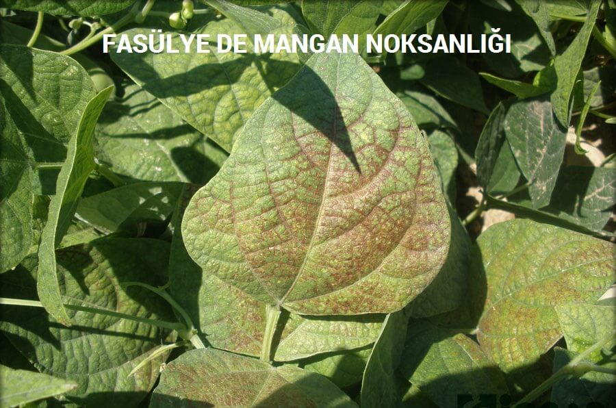 Faslyede Mangan Noksanl