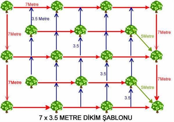 Tohum Ekimi Ve Fidan Dikimi Nasıl Olmalıdır? sorhocam ile ilgili görsel sonucu