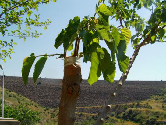 Dut Ağacı Aşılama