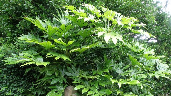 Aralia Japonica (Fatsia Japonica) Bitkisi