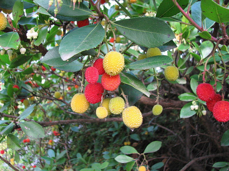 Arbutus Unedo Bitkisi