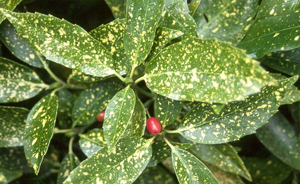 Aucuba Japonica (Variegata) Bitkisi