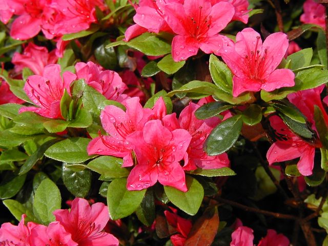 Azalea Japonica iei