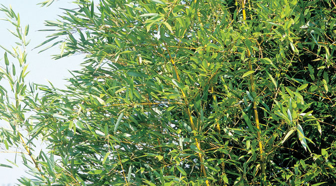 Bambusa Aurea Ağacı