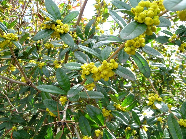 Berberis Julianae Aac