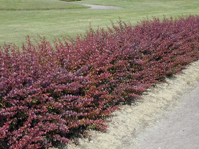 Berberis Thunbergii (Atropurpuea) als