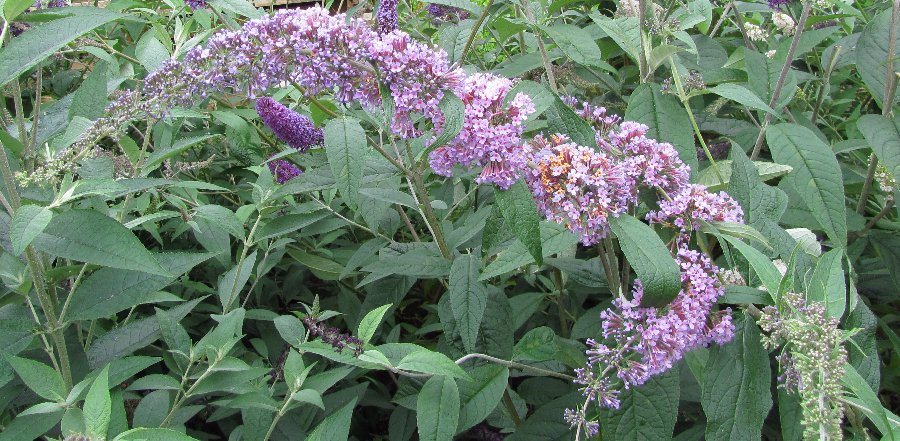 Buddleia Davidii Bitkisi