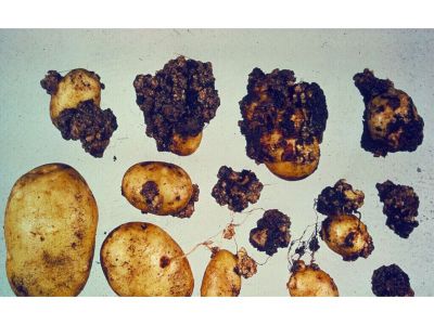 Patates Siil Hastal (Synchytrium Endobioticum)