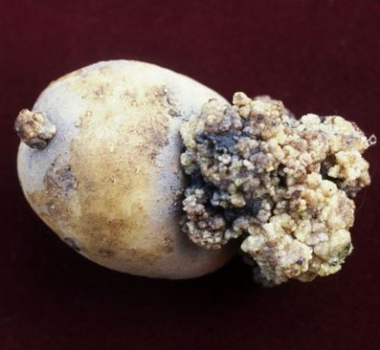 Patates Siyah Siil Hastal (Rhizoctonia Solani)