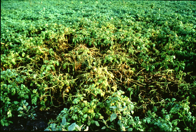 Patates Yaprak Kıvrılma Virüsü